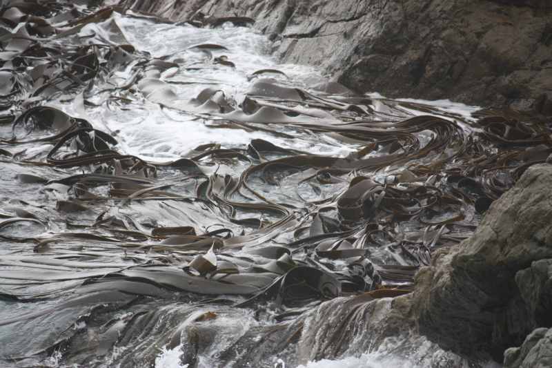 Nieuw-Zeeland 2011 - 1092